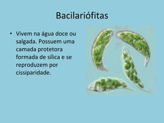 Bacilariófitas Vivem na água doce ou salgada. Possuem uma camada protetora formada de sílica e se reproduzem por cissiparidade. 