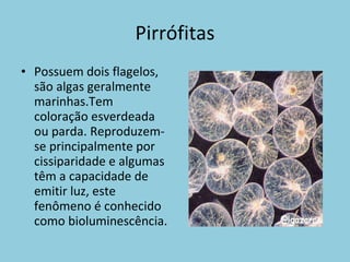 Pirrófitas Possuem dois flagelos, são algas geralmente marinhas.Tem coloração esverdeada ou parda. Reproduzem-se principalmente por cissiparidade e algumas têm a capacidade de emitir luz, este fenômeno é conhecido como bioluminescência. 