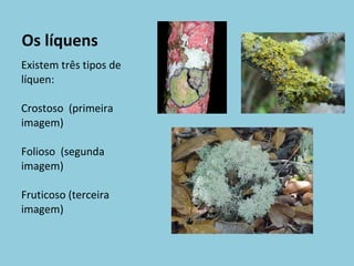 Os líquens Existem três tipos de líquen: Crostoso  (primeira imagem) Folioso  (segunda imagem) Fruticoso (terceira imagem) 