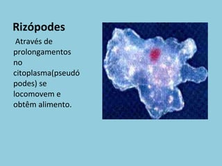 Rizópodes Através de prolongamentos no citoplasma(pseudópodes) se locomovem e obtêm alimento. 