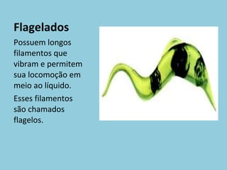 Flagelados Possuem longos filamentos que vibram e permitem sua locomoção em meio ao líquido. Esses filamentos são chamados flagelos. 