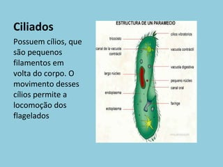 Ciliados Possuem cílios, que são pequenos filamentos em volta do corpo. O movimento desses cílios permite a locomoção dos flagelados 
