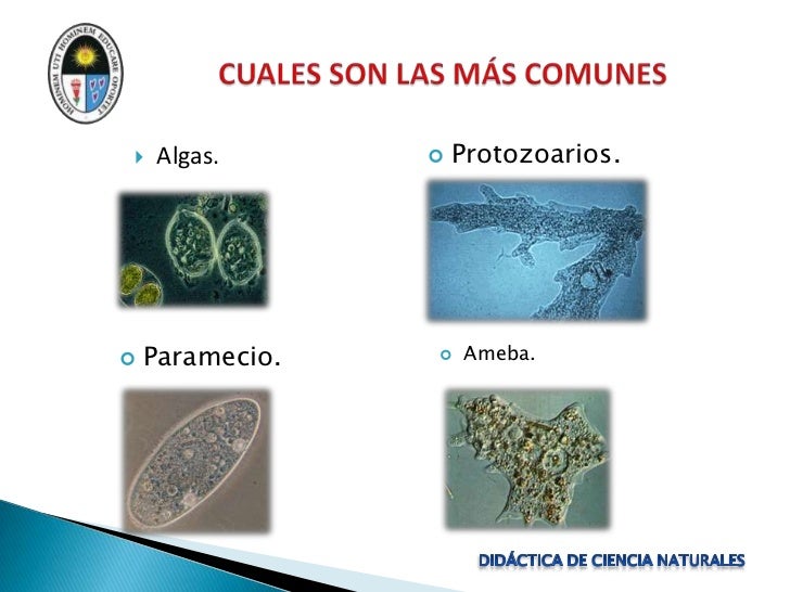 Reino protista
