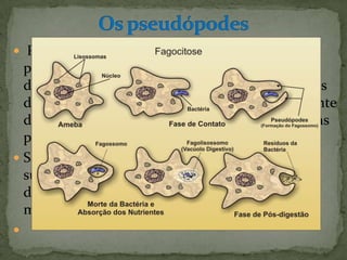  Pseudópodes ou pseudópodes (em grego: falsos
  pés - pseudo + podes) é um termo
  de protistologia que se refere às extensões fluídas
  do citoplasma de seres unicelulares, especialmente
  daqueles do filo protista dos rizópodes, utilizadas
  para a alimentação e a locomoção.
 São evaginações da membrana plasmática que
  surgem por meio de deslocamentos
  do citoplasma (sistema actina-miosina) e que
  movimentam a célula e englobam partículas.

 