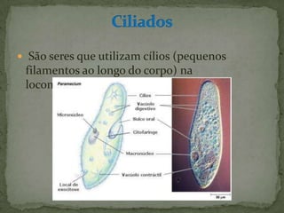  São seres que utilizam cílios (pequenos
 filamentos ao longo do corpo) na
 locomoção, como o Paramecium.
 