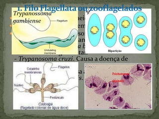  Movimentam-se por meio de flagelos;
 Têm estrutura muito semelhante;
 São parasitas; Trypanosoma,e ste filo tem
 muitos que são importantes parasitas
 humanos: - Leishmania braziliensis, Causa a
 leishmaniose tegumentar.
 - Trypanosoma cruzi. Causa a doença de
 Chagas.
 - Giardia lamblia. Causa a giardíase (intestinal).
 - Trichomonas vaginalis. Causa a tricomoníase
 (no aparelho genital)
 