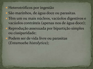  Heterotróficos por ingestão
 São marinhos, de água doce ou parasitas.
 Têm um ou mais núcleos, vacúolos digestivos e
  vacúolos contráteis (apenas nos de água doce);
 Reprodução assexuada por bipartição simples
  ou cissiparidade;
 Podem ser de vida livre ou parasitas
  (Entamoeba histolytica);
 
