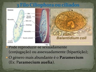  São protozoários cuja a membrna plasmática
  possui prolongamentos abundantes e curtos
  designados de cílios;
 Os cílios são usados na apreenção de alimentos
  e na locomoção;
 Heterotróficos por ingestão;
 Alimentam-se por fagocitose;
 Pode reproduzir-se sexuadamente
  (conjugação) ou assexuadamente (bipartição);
 O género mais abundante é o Paramecium
  (Ex: Paramecium auelia).
 