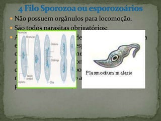  Não possuem orgânulos para locomoção.
 São todos parasitas obrigatórios;
 Apresentam um tipo de reprodução assexuada
 especial chamada de esporulação: uma célula
 divide seu núcleo numerosas vezes;
 depois, cada núcleo com um pouco de
 citoplasma é isolado por uma
 membrana, formando assim vários esporos a
 partir de uma célula;
 