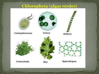 Chlorophyta (algas verdes)
 
