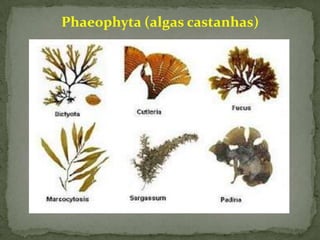 Phaeophyta (algas castanhas)
 