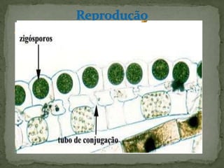  A reprodução assexuada se
  dá, principalmente, através de esporos. Outra
  forma de reprodução assexuada ocorre com
  pedaços destacados da alga, que brotam
  originando novas algas.
 A reprodução sexuada é feita através dos
  gâmetas, que são trocados pelas algas.
 