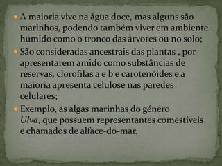  A maioria vive na água doce, mas alguns são
  marinhos, podendo também viver em ambiente
  húmido como o tronco das árvores ou no solo;
 São consideradas ancestrais das plantas , por
  apresentarem amido como substâncias de
  reservas, clorofilas a e b e carotenóides e a
  maioria apresenta celulose nas paredes
  celulares;
 Exemplo, as algas marinhas do género
  Ulva, que possuem representantes comestíveis
  e chamados de alface-do-mar.
 