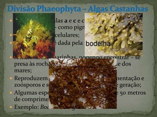  Possuem clorofilas a e c e carotenóides
    (fucoxantina) - como pigmento fotossintéticos;
   São todas multicelulares;
   A cor castanha é dada pela presença de
    fucoxantina;
   A maioria são marinhas, podendo encontrar – se
    presa às rochas ou flutuando à superfície dos
    mares;
   Reproduzem assexuadamente por fragmentação e
    zoósporos e sexuada com alternância de geração;
   Algumas espécies podem medir mais de 50 metros
    de comprimento;
   Exemplo: Bodelha, Sargassum.
 