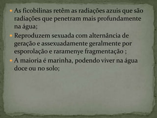  As ficobilinas retêm as radiações azuis que são
  radiações que penetram mais profundamente
  na água;
 Reproduzem sexuada com alternância de
  geração e assexuadamente geralmente por
  esporolação e raramenye fragmentação ;
 A maioria é marinha, podendo viver na água
  doce ou no solo;
 
