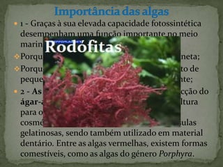  1 - Graças à sua elevada capacidade fotossintética
  desempenham uma função importante no meio
  marinho:
Porque são a maior fonte de oxigénio do planeta;
Porque constituem a maior fonte de alimento de
  pequenos animais que vivem no seu ambiente;
 2 - As Rodófitas são utilizadas para a extracção do
  ágar-ágar que é utilizado como meio de cultura
  para o crescimento de células e é a base de
  cosméticos também é usado para fazer cápsulas
  gelatinosas, sendo também utilizado em material
  dentário. Entre as algas vermelhas, existem formas
  comestíveis, como as algas do género Porphyra.
 