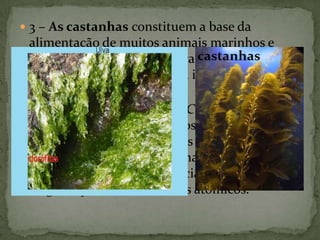  3 – As castanhas constituem a base da
  alimentação de muitos animais marinhos e
  também são procurados para a extracção da
  algina, substância usada na indústria de doces
  e gelados.
 4 – As clorófitas, o género Chlorella é utilizada
  na alimentação dos humanos e dos
  animais, pois contêm muitas
  vitaminas, excepto a vitamina C. Algumas são
  utilizadas como uma potencial fonte de
  oxigénio para os submarinos atómicos.
 