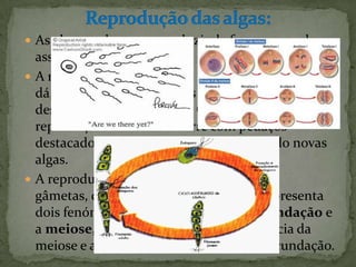  As algas podem se reproduzir de forma sexuada ou
  assexuada.
 A reprodução assexuada se
  dá, principalmente, através de esporos móveis
  designados de zoósporos. Outra forma de
  reprodução assexuada ocorre com pedaços
  destacados da alga, que brotam originando novas
  algas.
 A reprodução sexuada é feita através dos
  gâmetas, que são trocados pelas algas. Apresenta
  dois fenómenos complementares: a fecundação e
  a meiose, sendo a haploidia consequência da
  meiose e a diploidia consequência da fecundação.
 