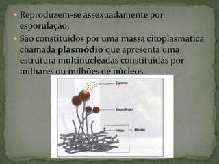 Reproduzem-se assexuadamente por
  esporulação;
 São constituidos por uma massa citoplasmática
  chamada plasmódio que apresenta uma
  estrutura multinucleadas constituidas por
  milhares ou milhões de núcleos.
 