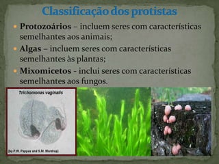  Protozoários – incluem seres com características
  semelhantes aos animais;
 Algas – incluem seres com características
  semelhantes às plantas;
 Mixomicetos - inclui seres com características
  semelhantes aos fungos.
 