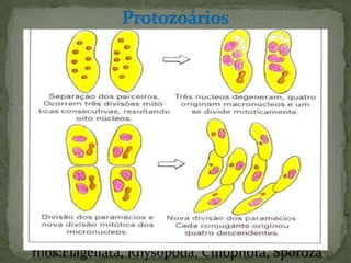  O citoplasma está diferenciado em duas
  zonas, uma externa, hialina, o ectoplasma, e
  outra interna, granular, o endoplasma.
  Nesta, existem vacúolos digestivos e inclusões.
 Reproduzem assexuadamente por
  bipartição, divisão múltipla e esporulação e
  sexuadamente com meiose e fusão dos gâmetas;
 Heterotróficos por ingestão;
 Quando as condições não são favoráveis
  enquistam-se (não evoluem) até as condições
  sejam melhoradas;
 Estão agrupados em seguintes
  filos:Flagellata, Rhysopoda, Ciliophora, Sporoza
 