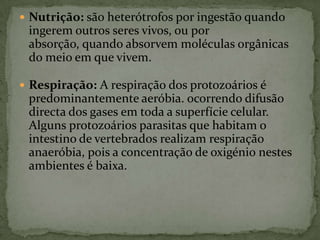  Nutrição: são heterótrofos por ingestão quando
 ingerem outros seres vivos, ou por
 absorção, quando absorvem moléculas orgânicas
 do meio em que vivem.

 Respiração: A respiração dos protozoários é
 predominantemente aeróbia. ocorrendo difusão
 directa dos gases em toda a superfície celular.
 Alguns protozoários parasitas que habitam o
 intestino de vertebrados realizam respiração
 anaeróbia, pois a concentração de oxigénio nestes
 ambientes é baixa.
 