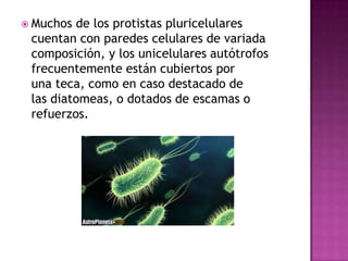  Muchos de los protistas pluricelulares
 cuentan con paredes celulares de variada
 composición, y los unicelulares autótr...