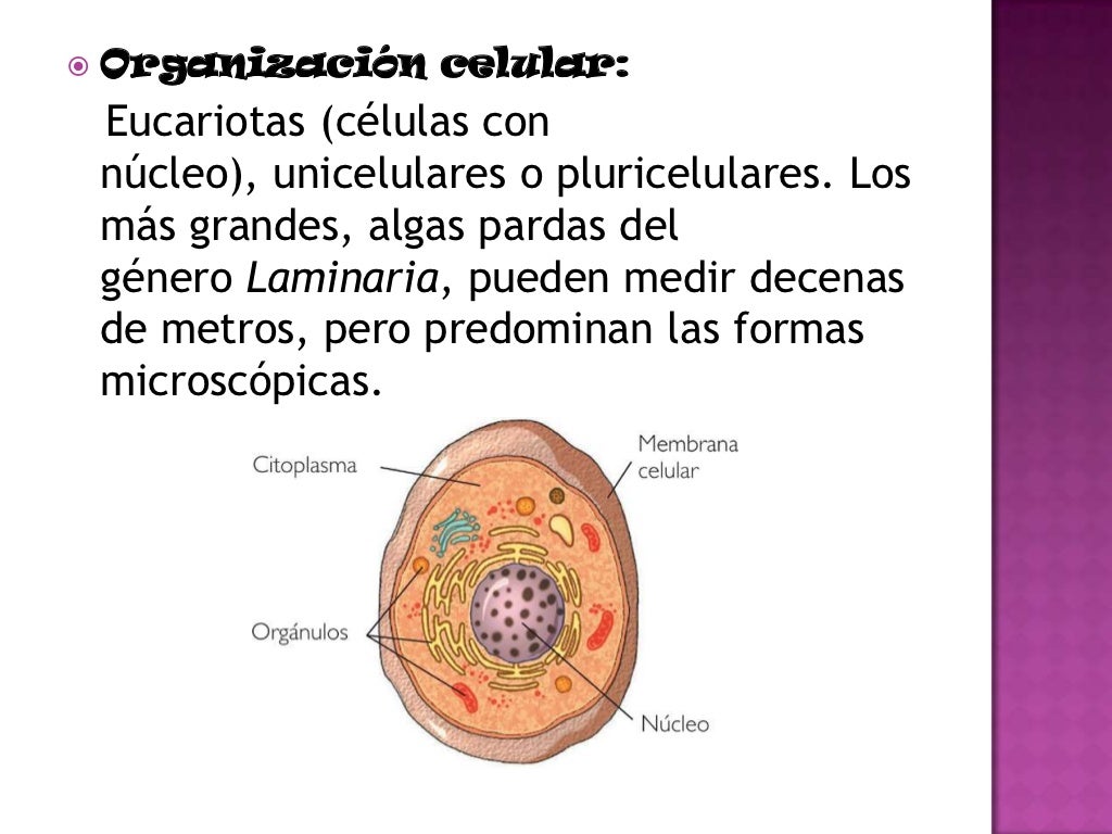 Reino Protista