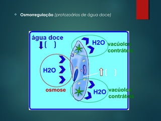  Osmorregulação (protozoários de água doce)
H2O
H2O
H2Oosmose
vacúolos
contráteis
vacúolos
contráteis
 
