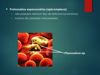  Protozoários esporozoários (apicomplexa)
 não possuem nenhum tipo de estrutura locomotora;
 maioria são parasitas intracelulares;
Plasmodium sp.
 