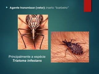  Agente transmissor (vetor): inseto “barbeiro”
Principalmente a espécie
Triatoma infestans
 
