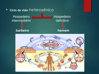  Ciclo de vida: heteroxênico
Hospedeiro
intermediário
Hospedeiro
definitivo
barbeiro homem
 