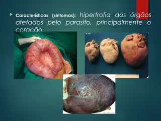  Características (sintomas): hipertrofia dos órgãos
afetados pelo parasito, principalmente o
coração.
 