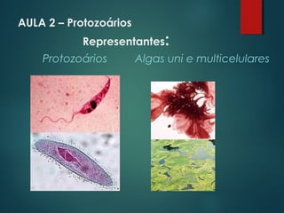AULA 2 – Protozoários
Representantes:
Protozoários Algas uni e multicelulares
 