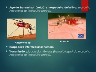 Agente transmissor (vetor) e hospedeiro definitivo: mosquito
Anopheles sp (mosquito-prego).
 Hospedeiro intermediário: homem
 Transmissão: picada das fêmeas (hematófagas) do mosquito
Anopheles sp (mosquito-prego).
A. earlei
Anopheles sp.
 