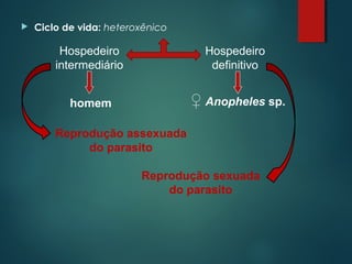  Ciclo de vida: heteroxênico
Hospedeiro
intermediário
Hospedeiro
definitivo
homem ♀ Anopheles sp.
Reprodução assexuada
do parasito
Reprodução sexuada
do parasito
 