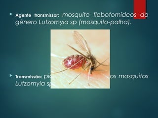  Agente transmissor: mosquito flebotomídeos do
gênero Lutzomyia sp (mosquito-palha).
 Transmissão: picada das fêmeas dos mosquitos
Lutzomyia sp (mosquito-palha).
 