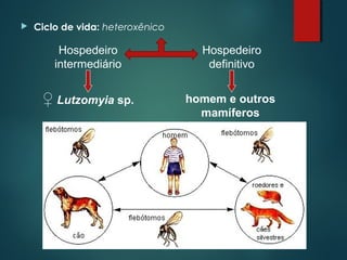  Ciclo de vida: heteroxênico
Hospedeiro
intermediário
Hospedeiro
definitivo
homem e outros
mamíferos
♀ Lutzomyia sp.
 