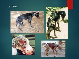  Cães
 