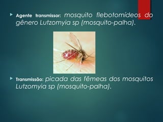  Agente transmissor: mosquito flebotomídeos do
gênero Lutzomyia sp (mosquito-palha).
 Transmissão: picada das fêmeas dos mosquitos
Lutzomyia sp (mosquito-palha).
 