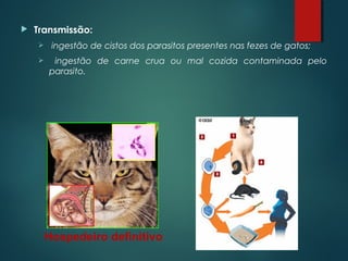  Transmissão:
 ingestão de cistos dos parasitos presentes nas fezes de gatos;
 ingestão de carne crua ou mal cozida contaminada pelo
parasito.
Hospedeiro definitivo
 