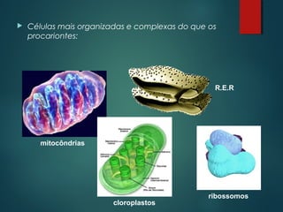  Células mais organizadas e complexas do que os
procariontes:
mitocôndrias
cloroplastos
ribossomos
R.E.R
 