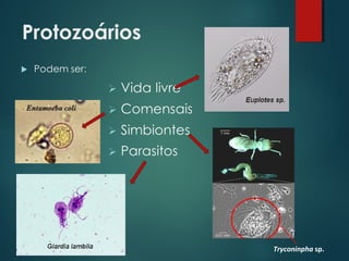 Protozoários
Tryconinpha sp.
 