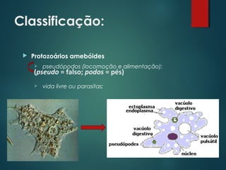 Classificação:
 Protozoários amebóides
 pseudópodos (locomoção e alimentação);
 vida livre ou parasitas;
(pseudo = falso; podos = pés)
 