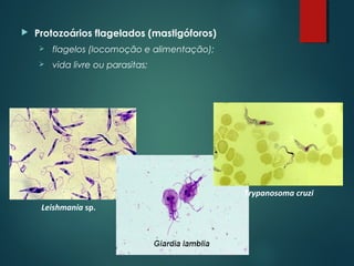  Protozoários flagelados (mastigóforos)
 flagelos (locomoção e alimentação);
 vida livre ou parasitas;
Leishmania sp.
Trypanosoma cruzi
 