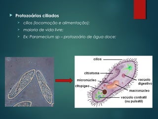  Protozoários ciliados
 cílios (locomoção e alimentação);
 maioria de vida livre;
 Ex: Paramecium sp – protozoário de água doce;
 