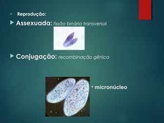  Reprodução:
 Assexuada: fissão binária transversal
 Conjugação: recombinação gênica
• micronúcleo
 