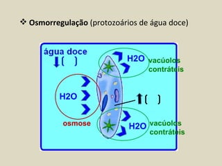  Osmorregulação (protozoários de água doce)



                            H2O vacúolos
                                 contráteis


          H2O


           osmose           H2O vacúolos
                                 contráteis
 