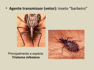 • Agente transmissor (vetor): inseto “barbeiro”




 Principalmente a espécie
    Triatoma infestans
 