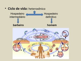 • Ciclo de vida: heteroxênico
    Hospedeiro              Hospedeiro
   intermediário             definitivo


     barbeiro                   homem
 
